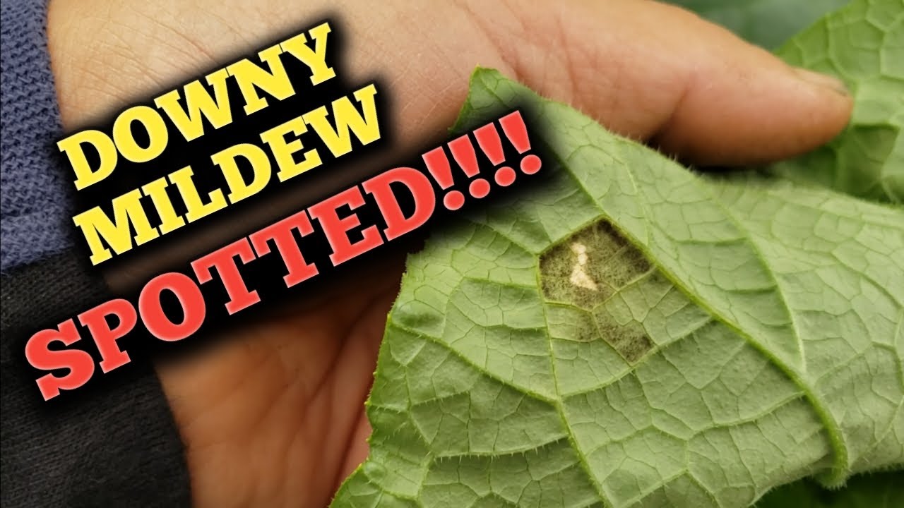 Pipino Disease- Downey Mildew (Yellow Spot) Fungicide Spray
