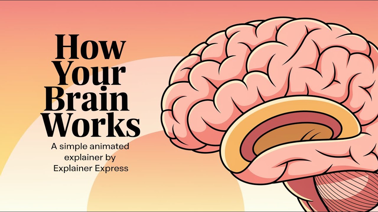 How Your Brain Works - A Simple Animated by Explainer Express