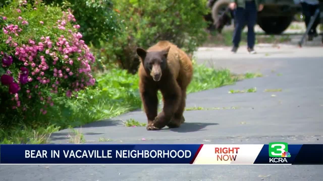 Crews waiting for black bear to leave Vacaville neighborhood