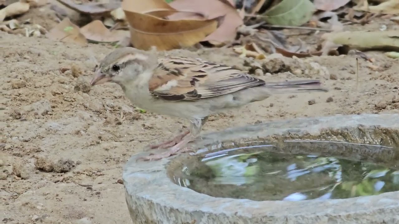 Female House Sparrow 