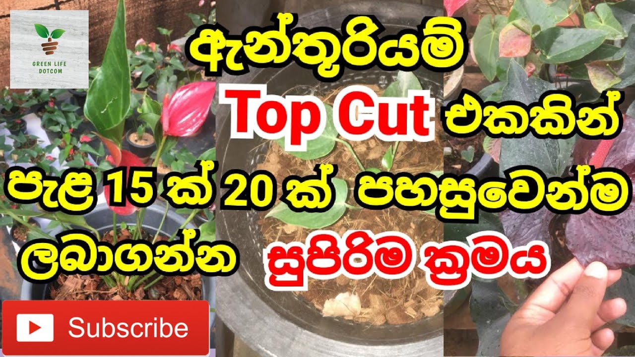 How to topcut anthurium correctly #anthurium #greenlife dotcom