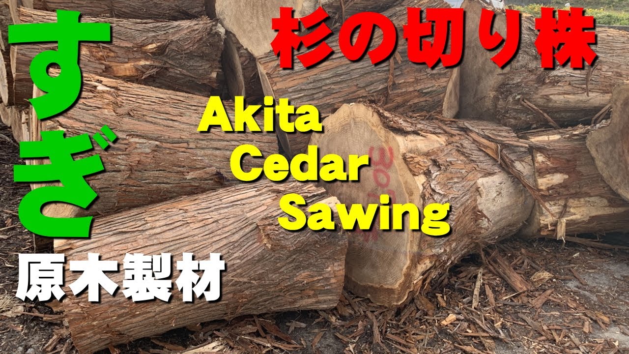 【一枚板の製材】秋田県の杉の切り株を製材実演【木の店さんもく】Akita Cedar Sawing