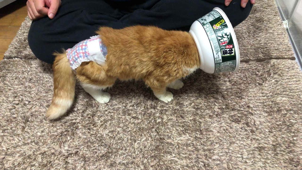 老猫チャイ子さんに猫用マナーウェア（おむつ）を装着する動画