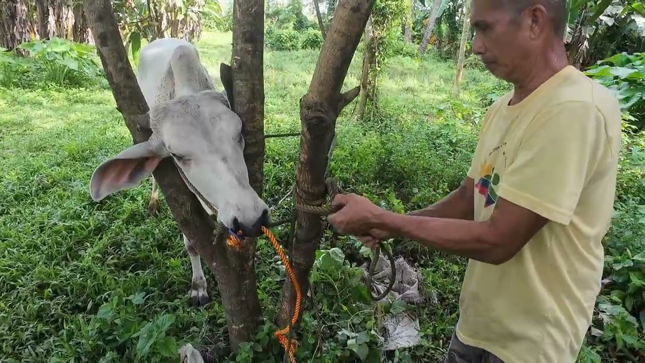 Sana Ay tuloy ang ganda ng Panahon para Madali din mag Pataba ng Baka🐮🐄 😀#happyfarming 