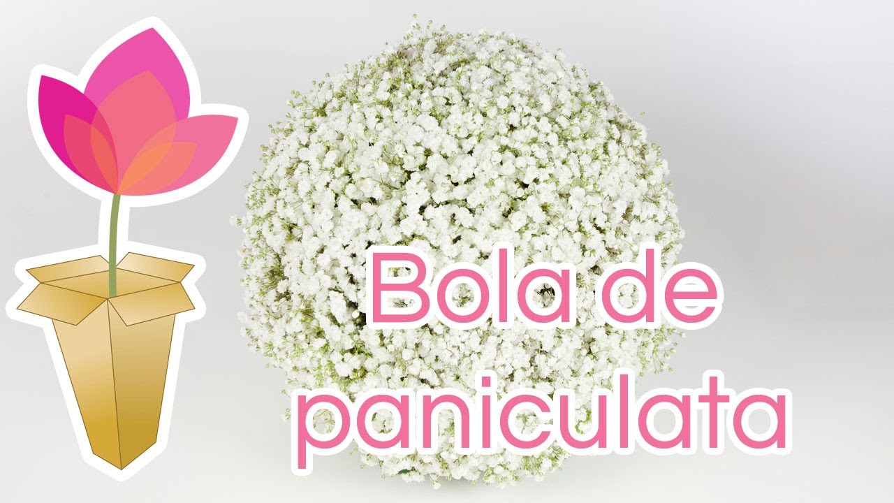 Cómo hacer una bola de paniculata