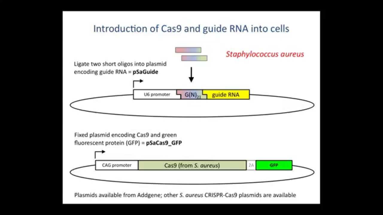 Genome editing with the CRISPR-Cas9 system