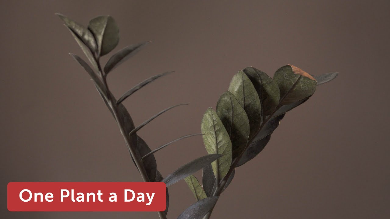 Zamioculcas zamiifolia 'Raven' Houseplant Care—109 of 365