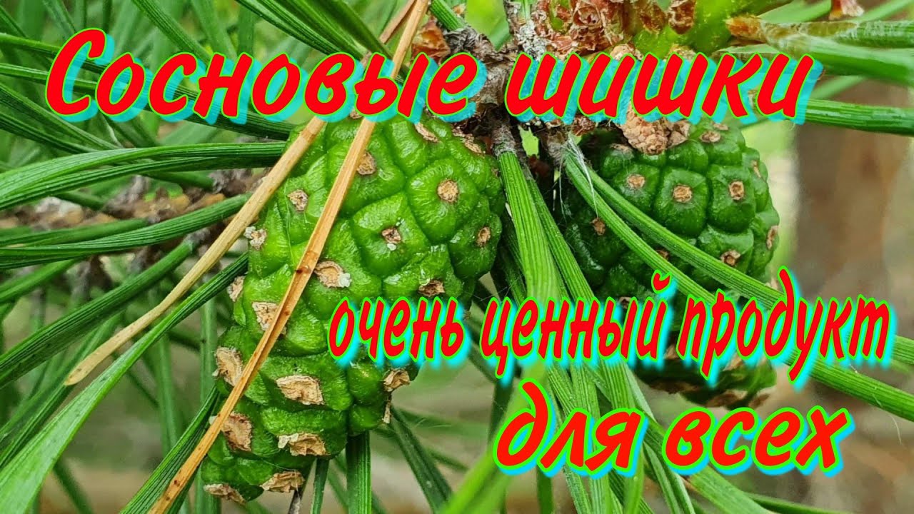 Сосновые шишки! Период сбора! Лечение варикоза, профилактика инфаркта и инсульта! Здоровье суставов!