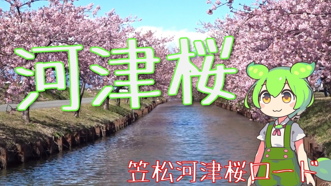【河津桜】松阪市