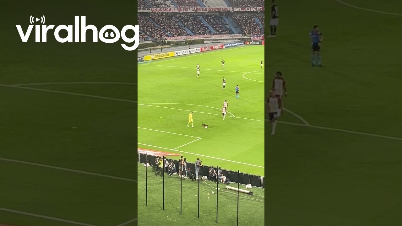 Dog Runs Onto Field and Steals During Soccer Match || ViralHog