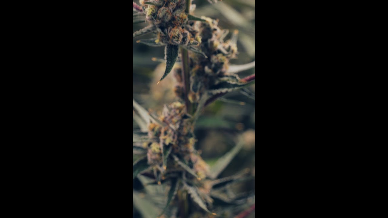 The Joy Of Cannabis w/ CAMP Cannabis