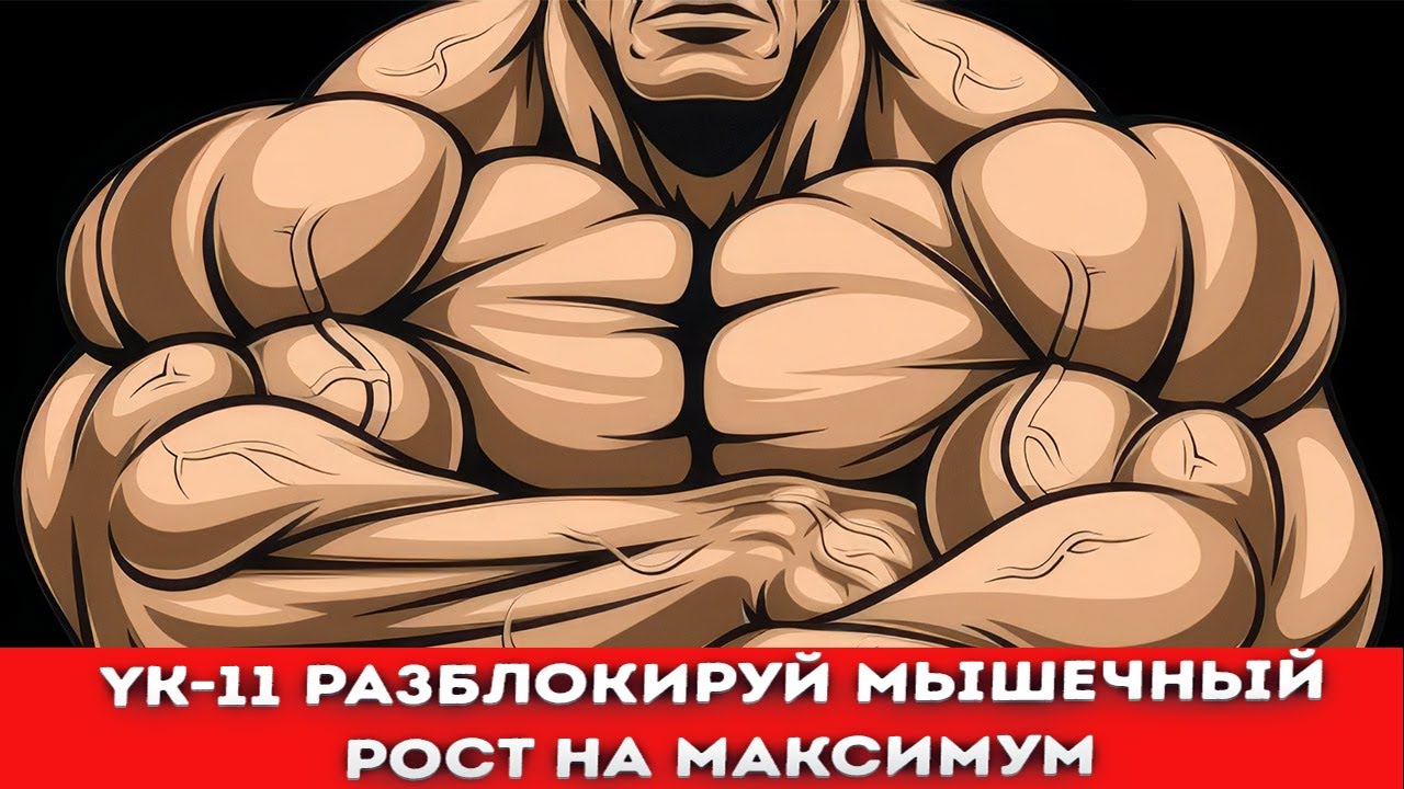 Что блокирует мышечный рост? Миостатин. Все о YK11 и о том, как заблокировать работу миостатина