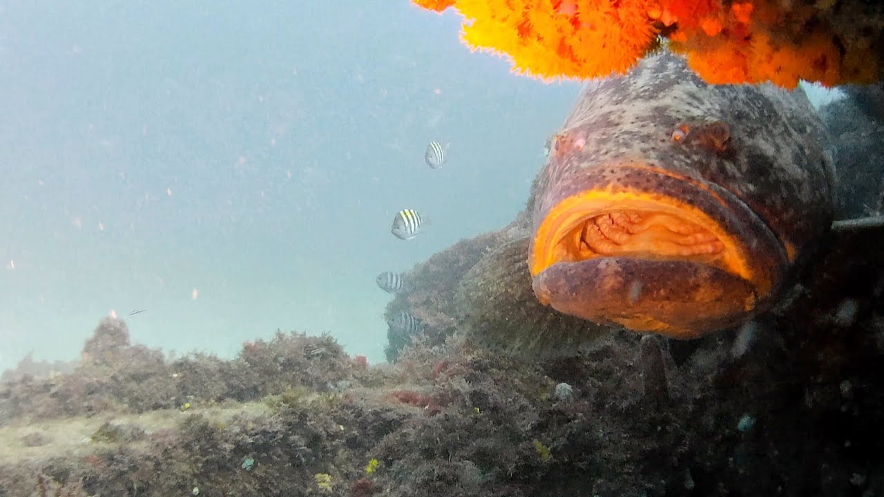 Jupiter Goliath Groupers - Aug 2023
