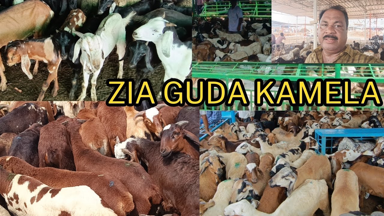 Jiya guda Kamela (Bakra Mandi) in, Hyderabad Telangana India 🇮🇳 07-6-2024