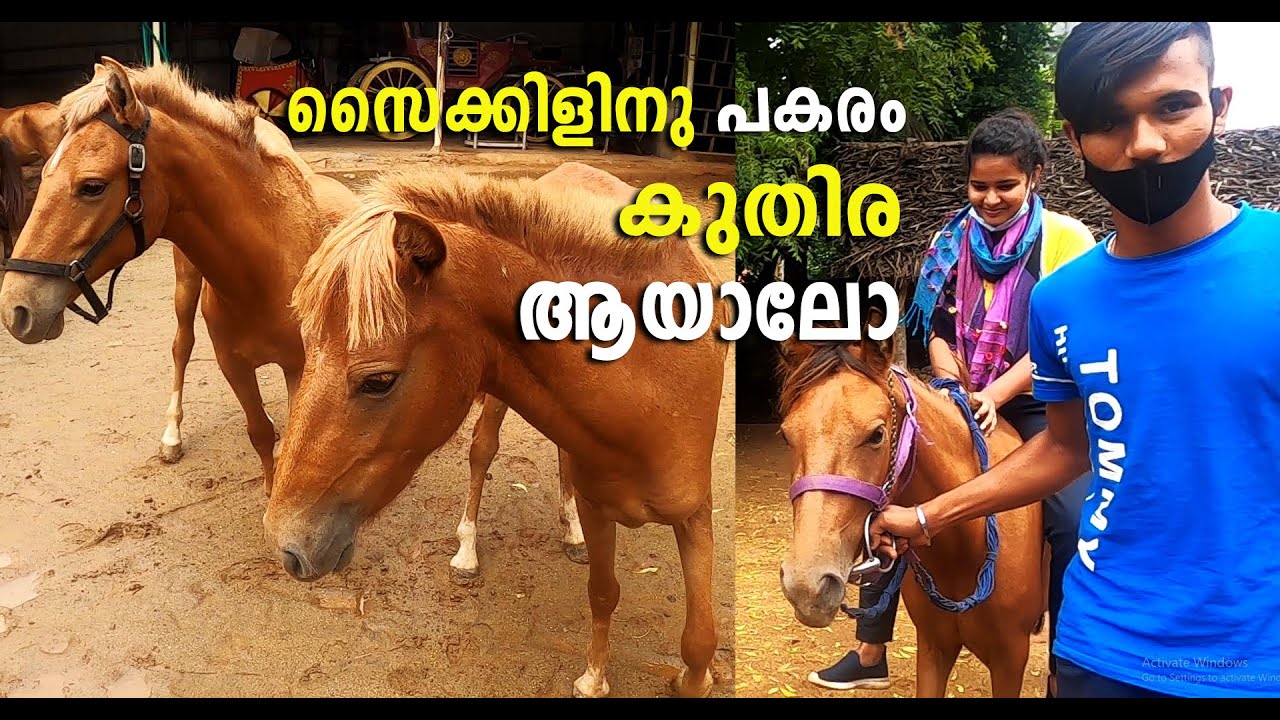 അങ്ങനെ ഞങ്ങള്‍ കുതിര ഫാമില്‍ എത്തി | ഗൌതമിന്‍റെ കുതിര വളര്‍ത്തല്‍ വിശേഷങ്ങള്‍ #horse_farm_in_kerala