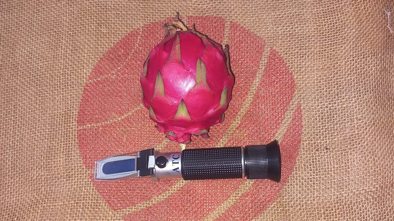 تقييم صنف Bloody Mary #dragonfruit #pitaya #tropicalfruit #pitahaya#rarefruits#rareplants #wildplant