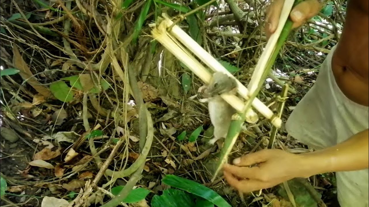Make Bamboo Mouse Trap and Eat Rats, Primitive Skills, Survival in the forest