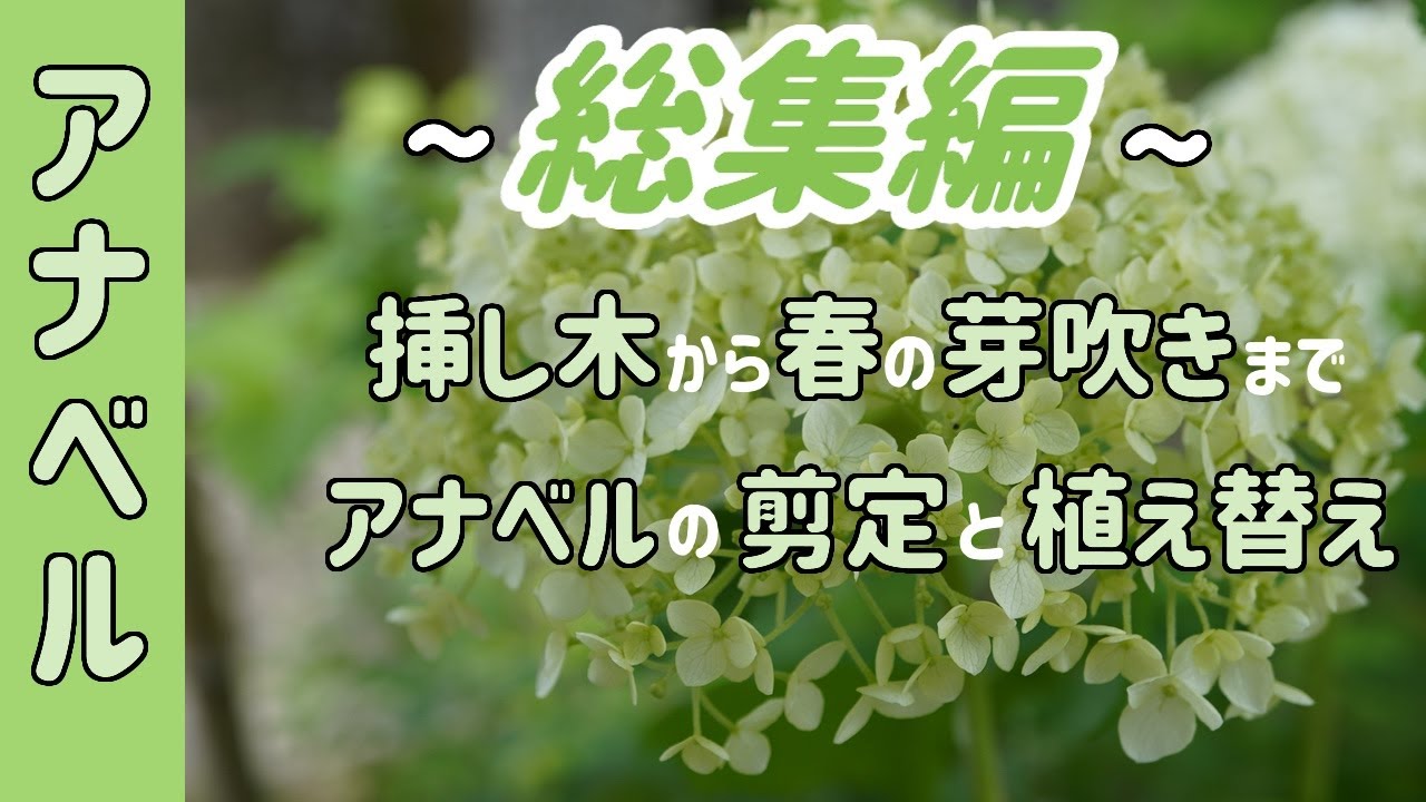 アジサイ アナベル　総集編