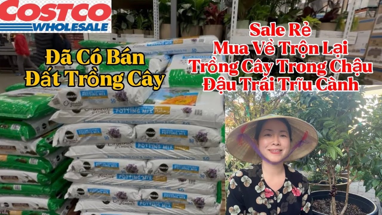 Costco Đất Sale Rẻ Mua Về Trộn Lại Trồng Cây Trong Chậu Đậu Trái Trĩu Cành