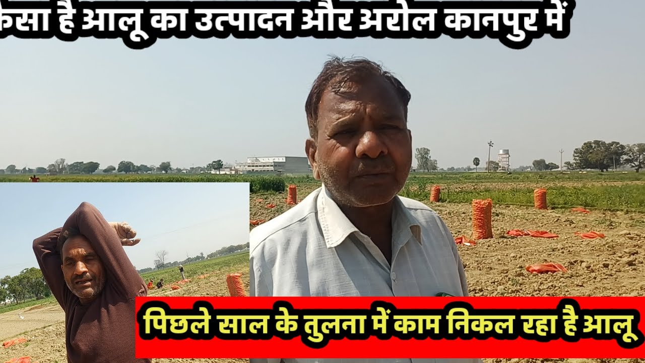 कैसा है आलू का उत्पादन कानपुर नगर में देखिए पूरी रिपोर्ट