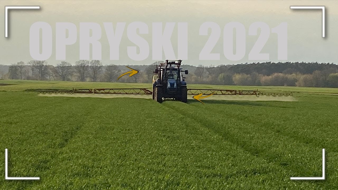 Kneverland Ikarus A38 i New Holland ts 100A. Skracanie  zbóż  2021