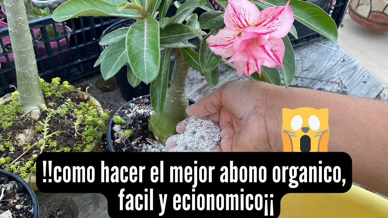 Como preparar el mejor abono orgánico para nuestras plantas