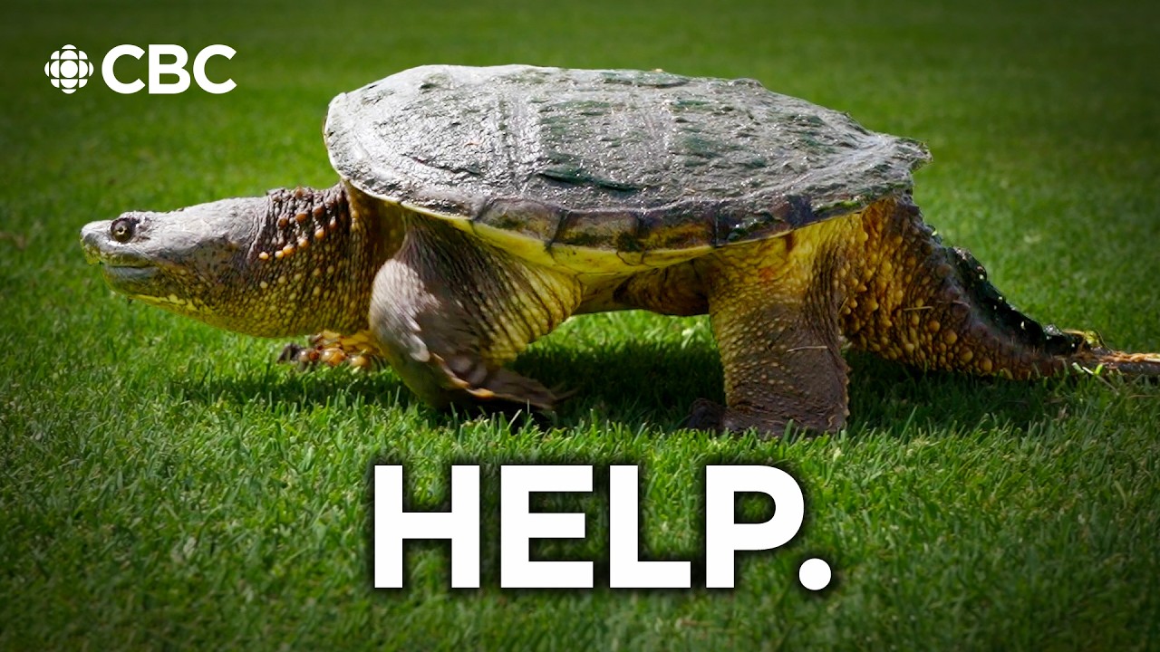 Turtle 911 | Still Stand