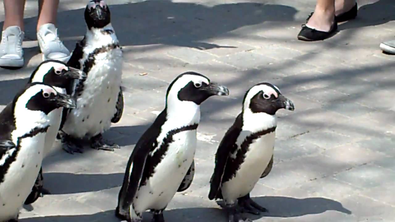 Pinguinmarsch Münster