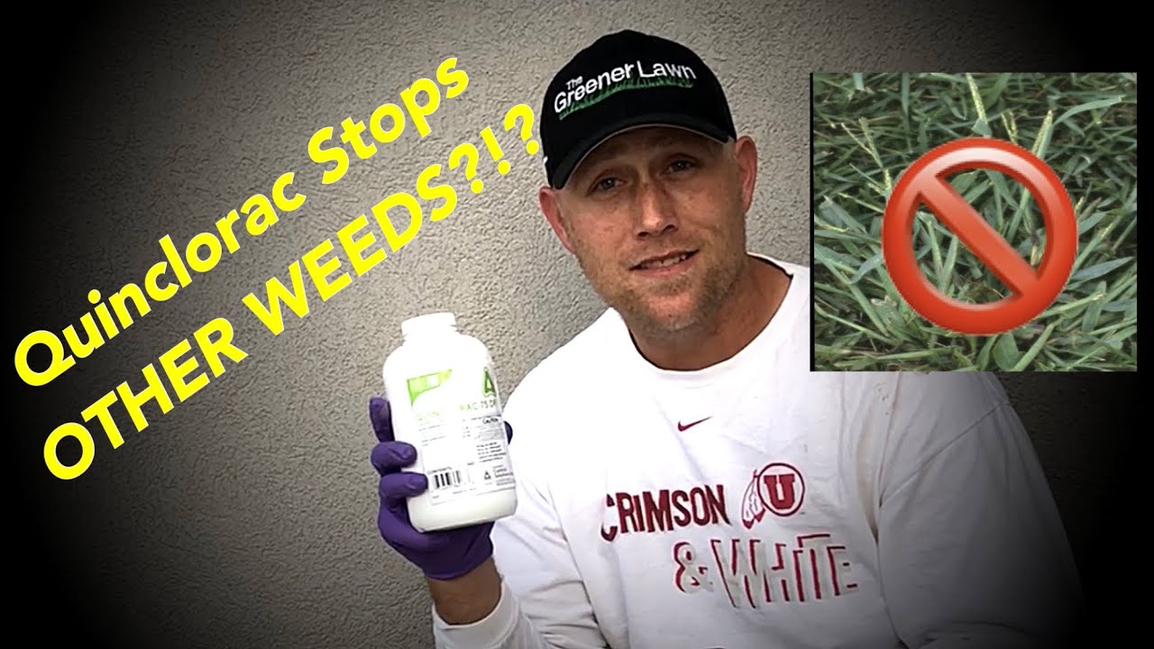 USE Quinclorac NOT for CrabGrass