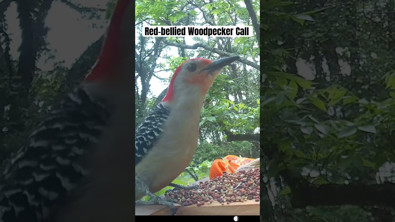 Red-bellied Woodpecker Call #woodpecker #call #birdsounds #wildlife