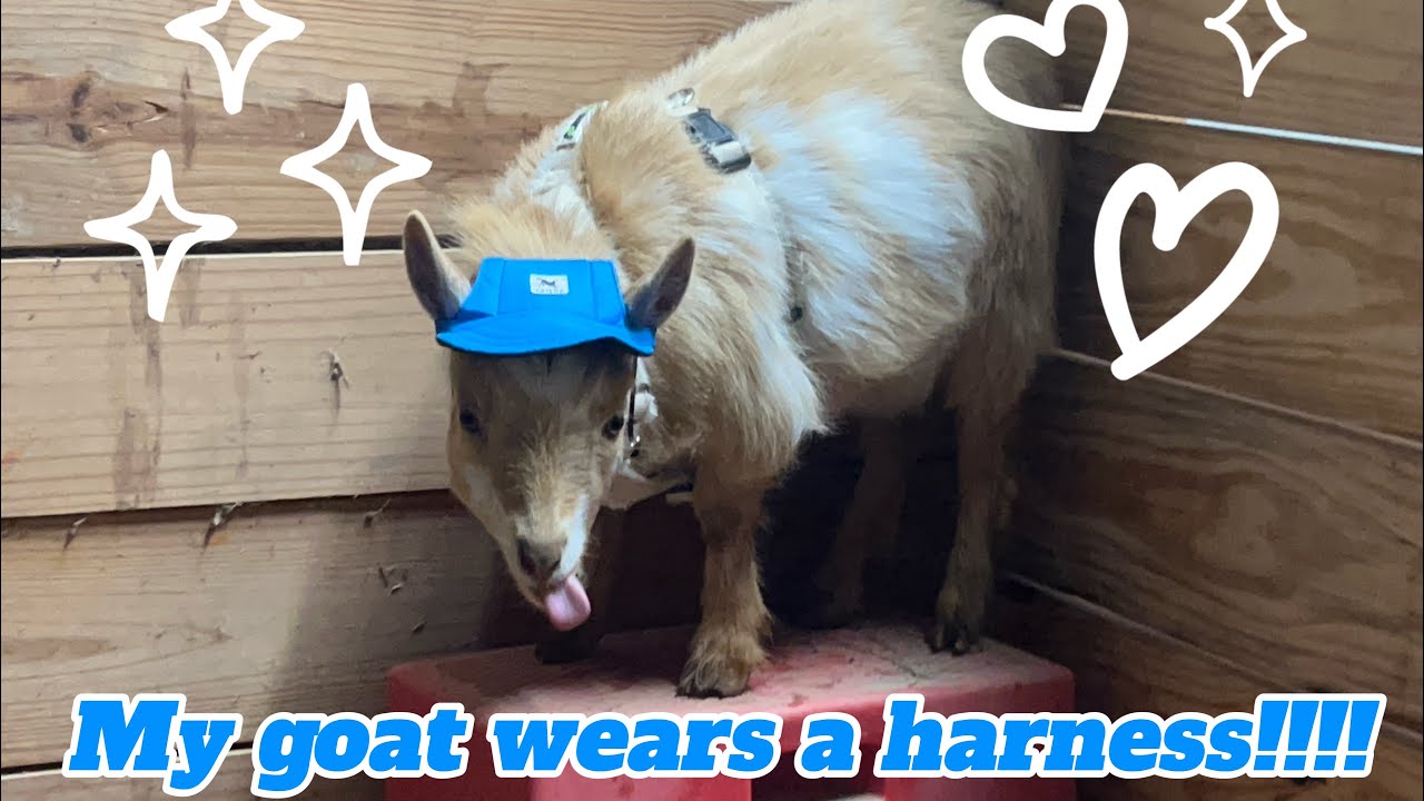 My Goats Wear a Harness!!