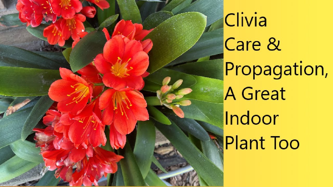 (Video 85) Propagating Clivia | Varieties, Summer/Winter Care | Indoor/Outdoor  | New, Tour/Tutorial