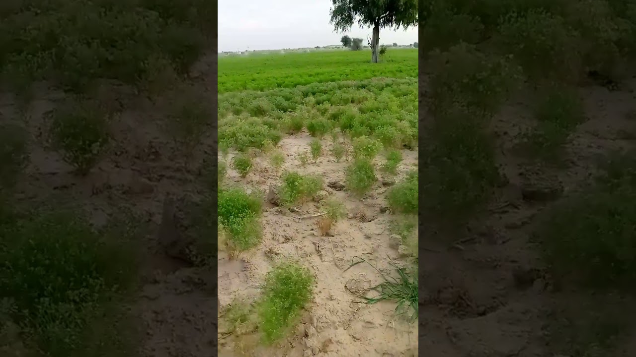दोस्तों जीरे की फसल लगी थोड़ी थोड़ी खराब हो रही है
