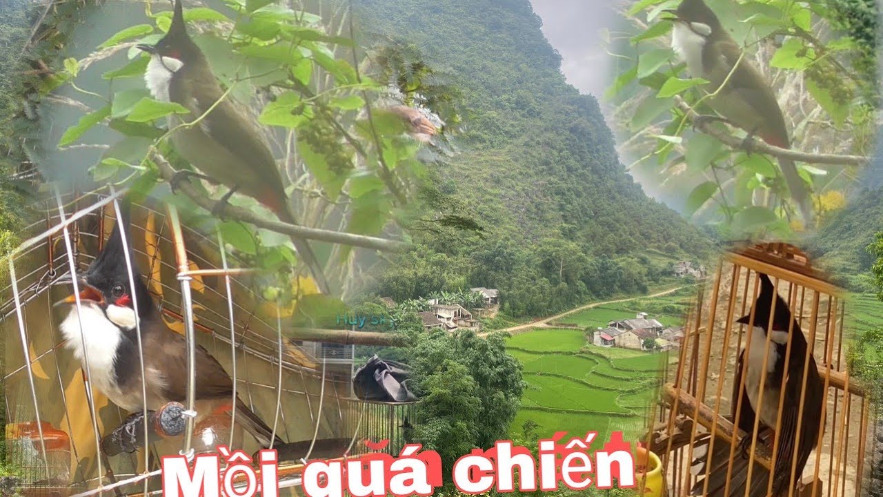 săn h&agrave;ng c&ugrave;ng mồi m&aacute; trắng si&ecirc;u ch&eacute; |Huy sky