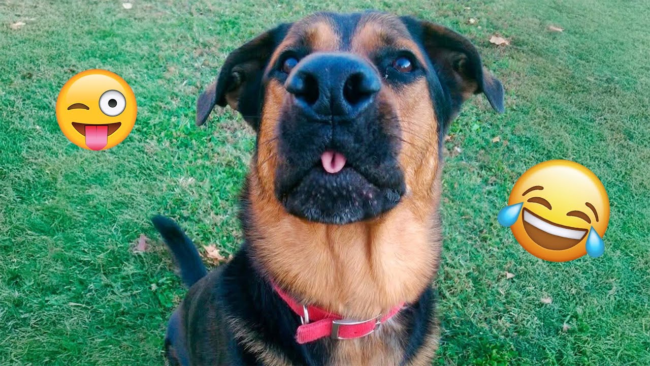 Dogs Being Absolute COMEDIANS 🤡🐕 – Funniest Pet Videos 2025