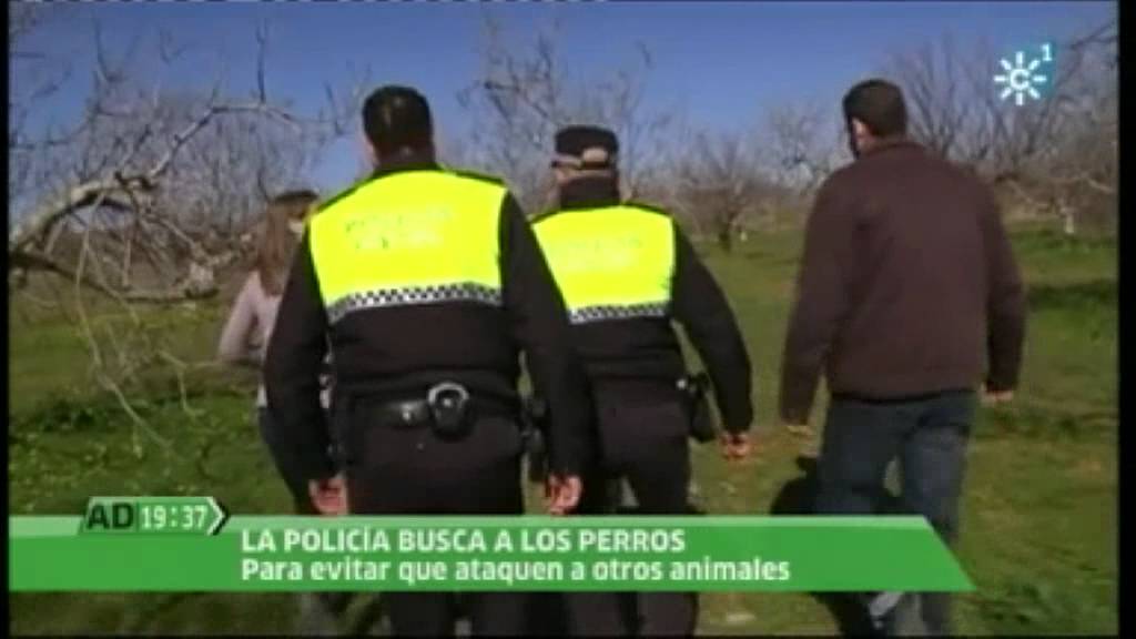 POLICIA LOCAL BORMUJOS