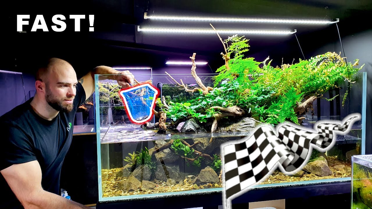 *FAST* FISH ADDED to RIVER AQUARIUM!! CRAZY SCHOOLING BEHAVIOUR || MD FISH TANKS