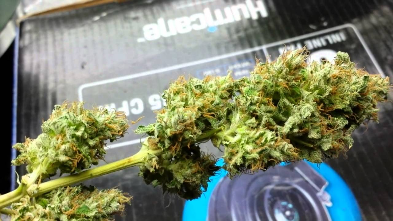 Preharvest- Silver Kush