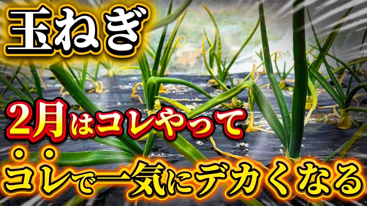 【玉ねぎ】2月にコレをやると立派に育つ！必ずやっておくべきことについてお話します