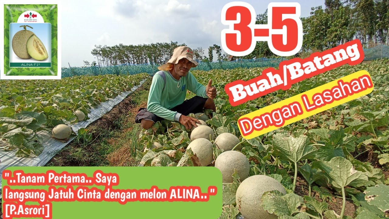 Cerita Pak Asrori/Jatuh Cinta dg melon Alina pada Tanam Pertama. Buah 3-5, Mudah Perawatanya..!!