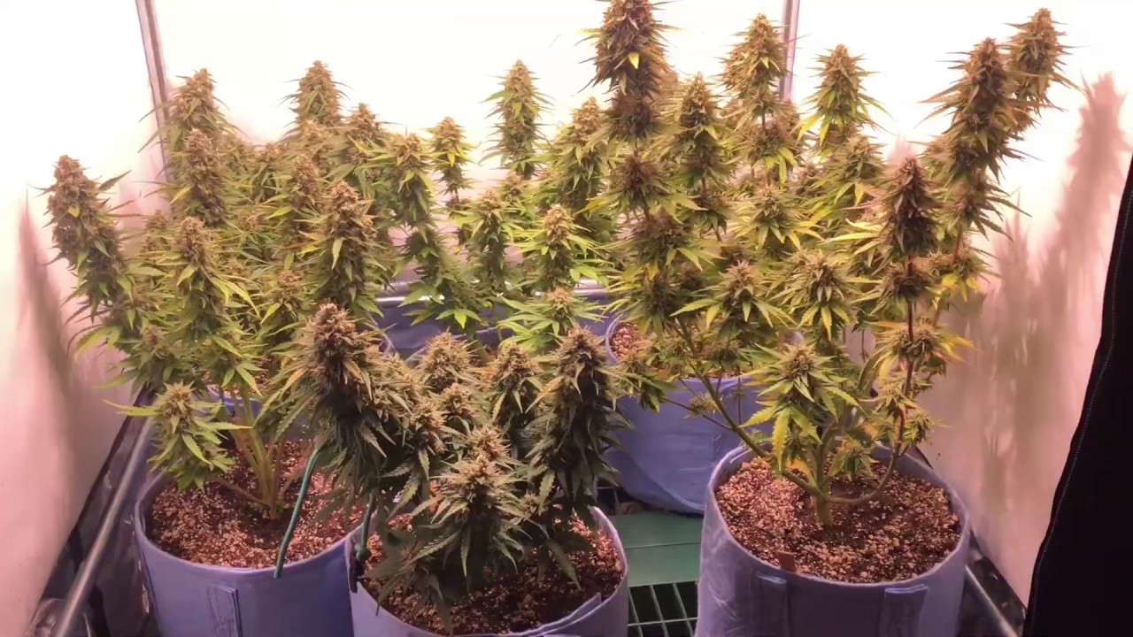 In-Home Cannabis Cultivation &mdash; The Harvesting Process