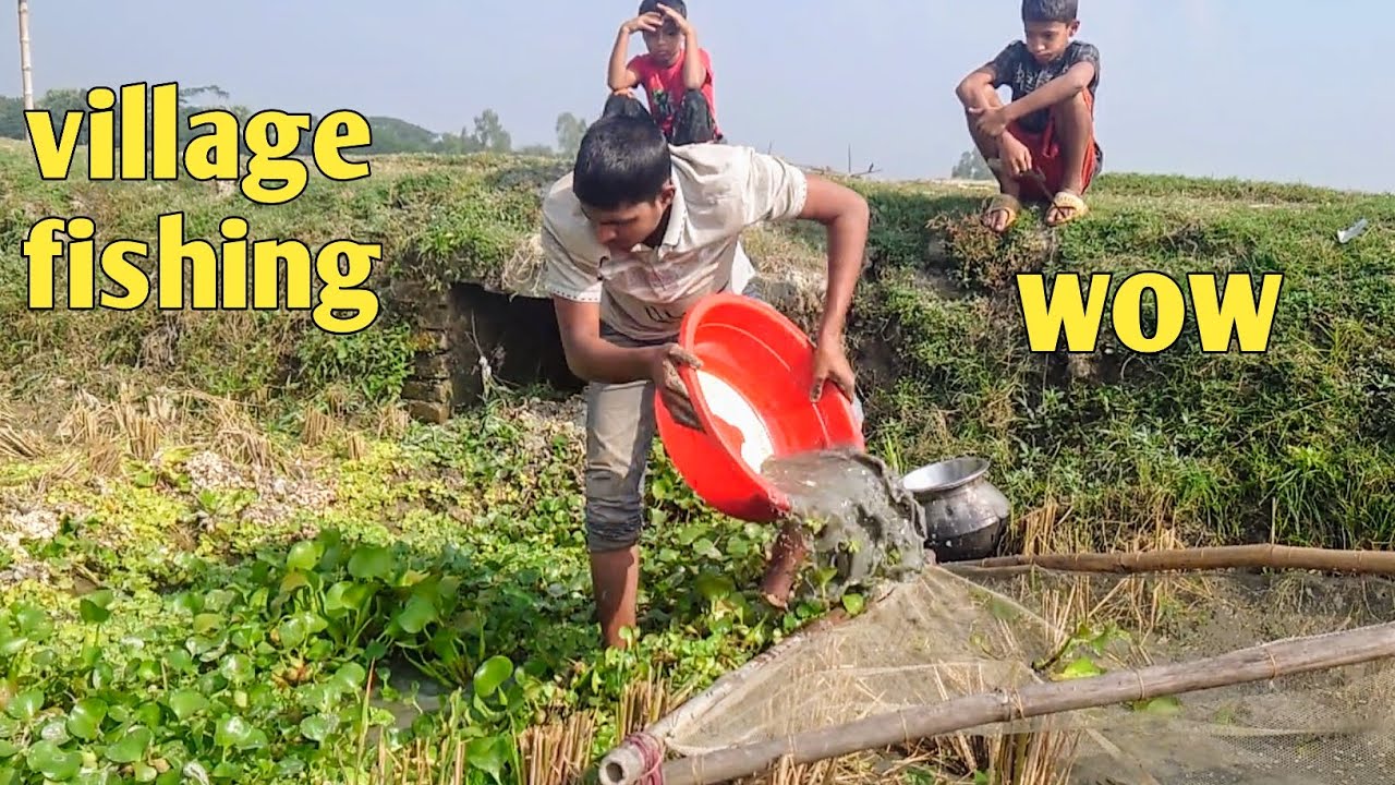 বিলে ধান ক্ষেতের ঢুবা সেচে গ্রামের ছেলেরা অনেক দেশি শিং মাগুর কৈ টাকি মাছ পেল (best village fishing)