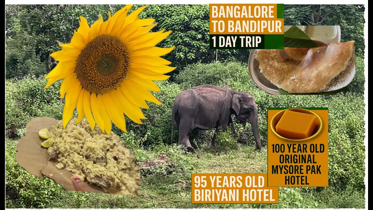 Bangalore to Bandipur 1 Day Trip| Bandipur National Park #bandipurtigerreserve #bandipurnationalpark