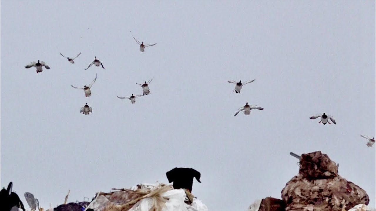 Late Season North Dakota Mallard Beatdown (30 Minute Limit)