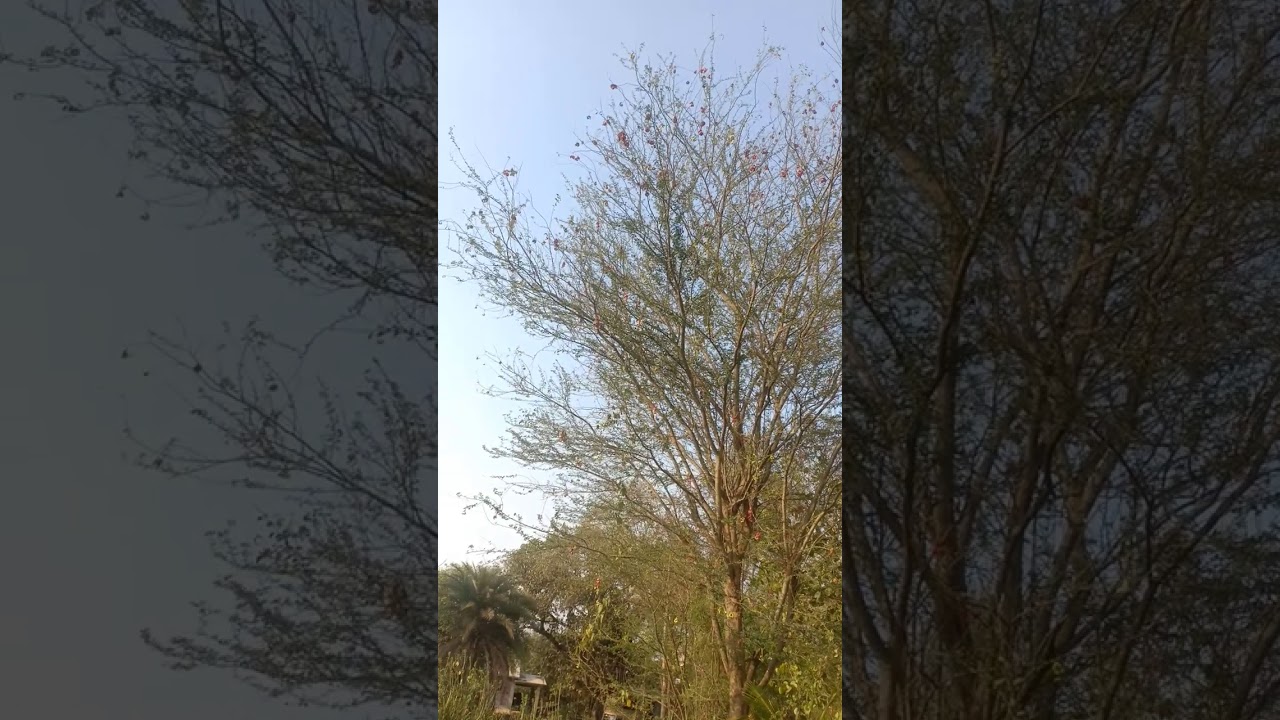 Sweet Tamarind Harvest