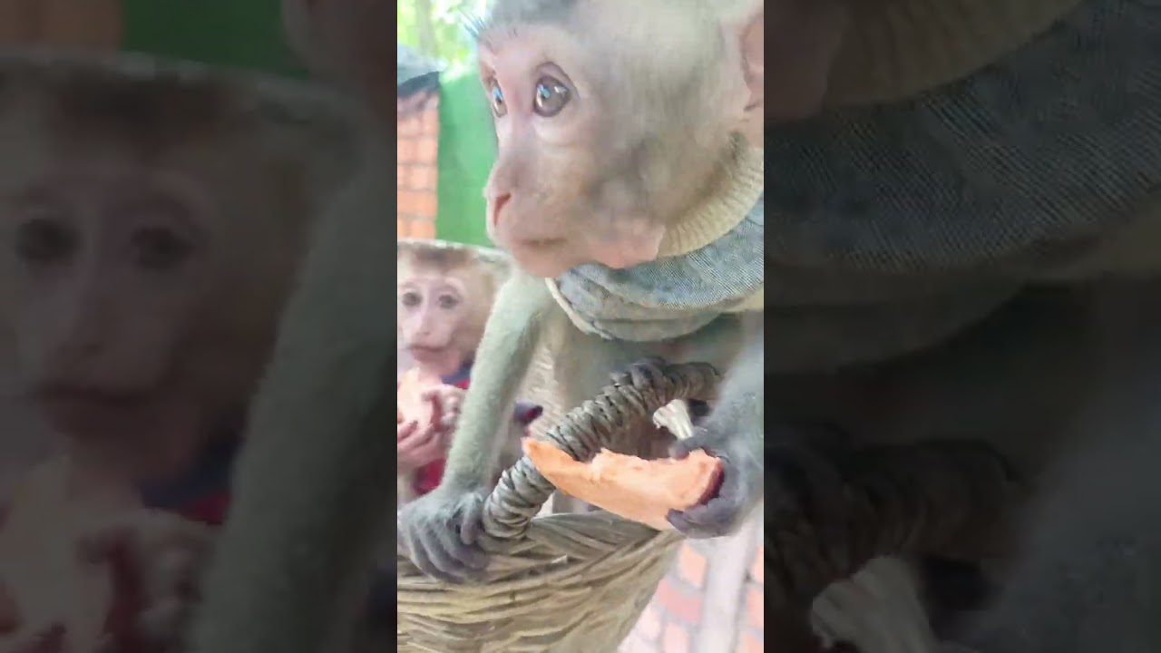 peaceful animal friendship 