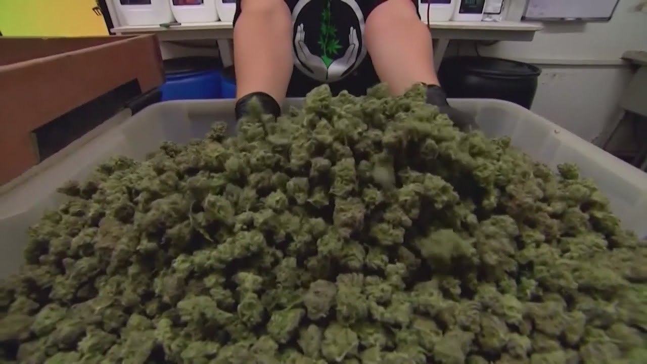 Some Minnesota hemp-derived THC businesses prep for Marijuana pivot