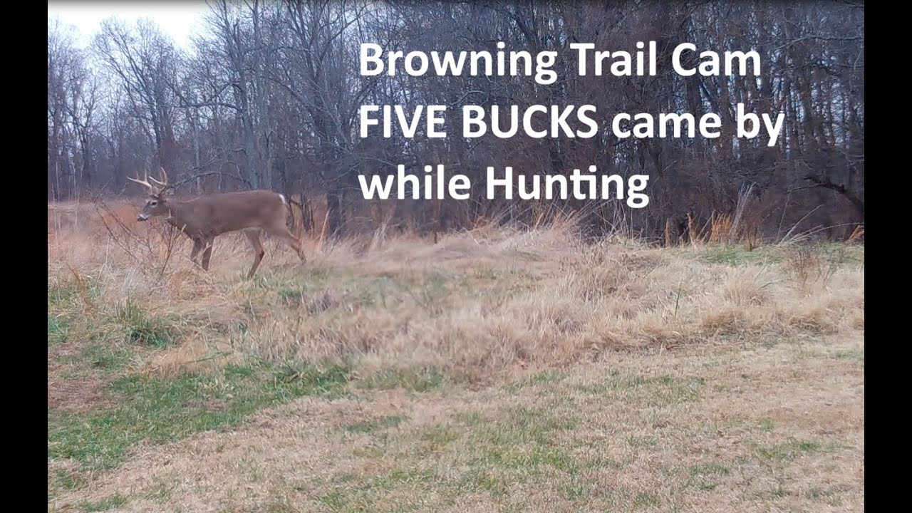 Browning Trail Cam Fence Gap Second Farm