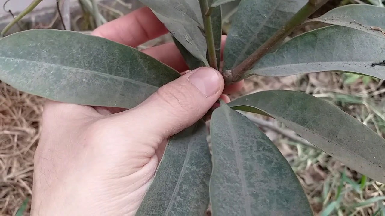 COMO RAMIFICAR UN ARBOL DE LUCUMA