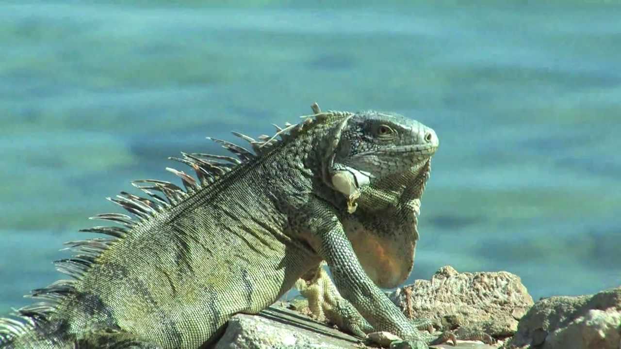 Curacao, vakantiehuis met eigen zwembad en vrij uitzicht over de Caribische Zee